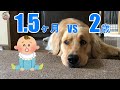 初めて見る赤ちゃん。ゴールデンレトリバーの反応は？【Golden Retriever Leon】