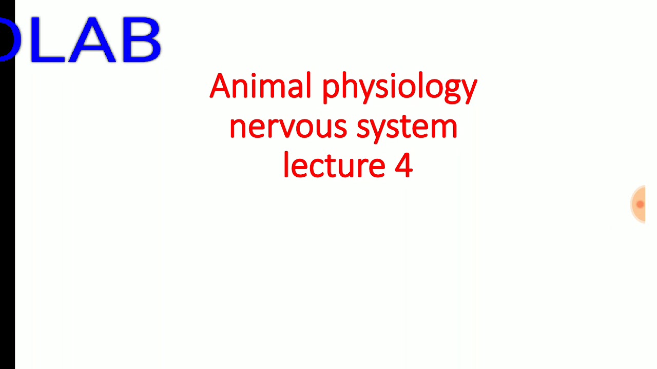 Animal physiology nervous system lecture 4 - YouTube