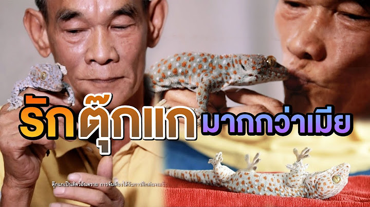 รักตุ๊กแกมากกว่าเมีย | ไทยทึ่ง WOW! THAILAND