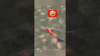 Kurbağa Balığın Üstüne Çıkıp Sımsıkı Sarıldı Şfetbeniöneçıkar