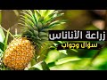 إجابة عن الأسئلة المتعلقة بزراعة الأناناس فى المشاريع الزراعية وزراعة الأناناس فى المنزل