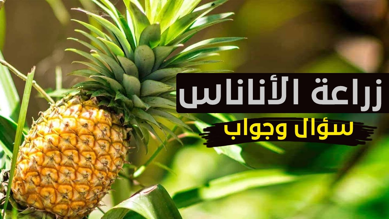إجابة عن الأسئلة المتعلقة بزراعة الأناناس فى المشاريع الزراعية وزراعة الأناناس فى المنزل