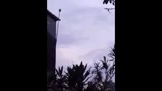 Suara walet tripel 999 original