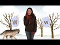 Learning the Letter W