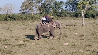 Elephant Safari 2 Kaziranga, Assam on 1.1.2024