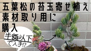 五葉松】時期が過ぎて半額以下の苔玉の寄せ植えを素材取り用に購入して