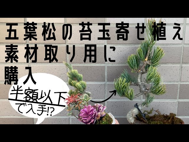 五葉松　寄せ植え　葉性良 盆栽：五葉松・にれけやき寄せ植え*お誕生日 御祝 ギフト gift