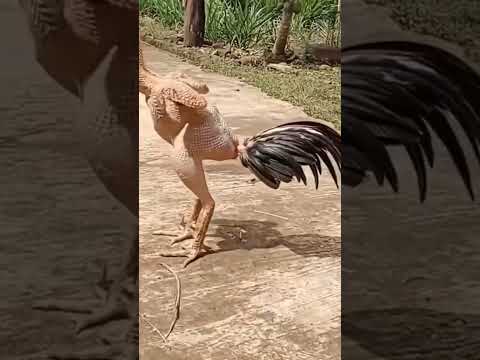 دجاج بذون ريش سبحانة الله