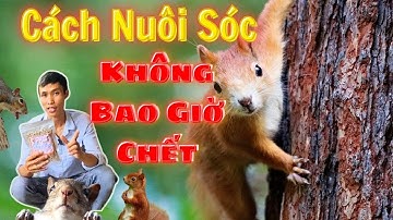 Cách Nuôi Sóc Cảnh Không Bao Giờ Chết | Siêu thị Thú Cưng