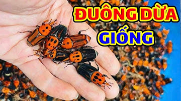 Đuông Dừa Giống: Đặc Sản Tiềm Năng và Giá Trị Kinh Tế Cao