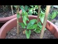 How to grow Yams in the UK How to grow Yams in the UK