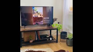 Cat Seeing herself on TV