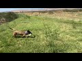 Malinois puppy learns about water terrain retrieving.