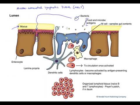 वीडियो: म्यूकोसा से जुड़े लिम्फोइड ऊतक क्या है?