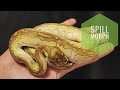 Spill Morph Today: Ball Python Lesser Yellow Belly Clown at 140g | Daily Morph Brew