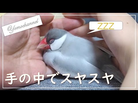 飼い主の手に寄り添ってスヤスヤ眠る可愛い文鳥(再掲)