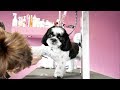 Grooming Guide - How to Groom a Shih Tzu #2