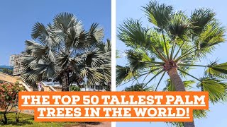 Top 50 Tallest Palm Trees in the World 🌴 | Palm Tree Height in Feet | Gardening with SNKM #palmtree