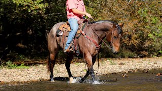 “Audi” 11yr old gelding, selling on Platinum Equine Auction.