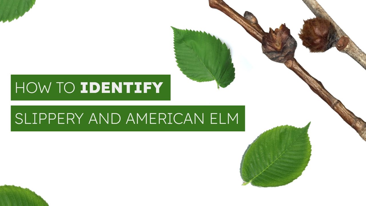 How To Identify American And Slippery Elm YouTube