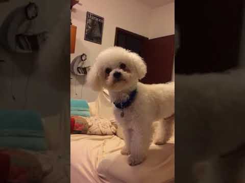 Cane Innamorato Youtube