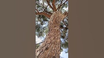 Thumbnail of A song for the Earth - Ancient