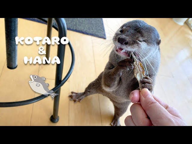 カワウソコタローとハナ　魚の干物にかぶりつく！　Otter Kotaro&Hana Bite Into The Dried Fish!