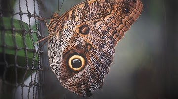 Introverted Thinking(Ti) in INFJ vs ISFJ | MBTI Decoded