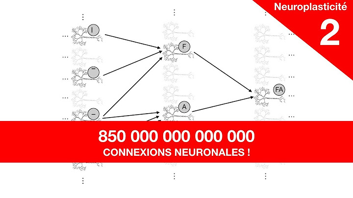 À quoi servent les connexions neuronales ?