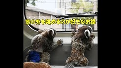 お猿3匹のコモンマーモセット飼育係 Youtube