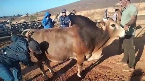 Coj Peb Mus Saib Ib Tug Phoojywg Nplog Tus Heev Nyuj