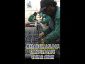 Merangkai Sloof dan Pile Cape / Cakar Ayam