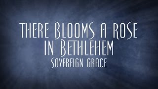 There Blooms a Rose in Bethlehem - Sovereign Grace chords