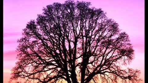 الآيات 142 - 163 من سورة البقرة