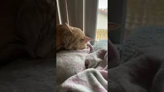 Sleeping, Lazy, Cats. Song Vhet Atkins Mr. Sandman