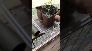 Bigass Oregon Ant Part 1