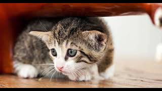 🔴 Full Video Xu Zhihui Blender Kucing || Video Viral Kucing Di Blender || Kucing Di Blender Viral