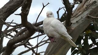 White Dove -Laverton Creek Trail -12th october 2025