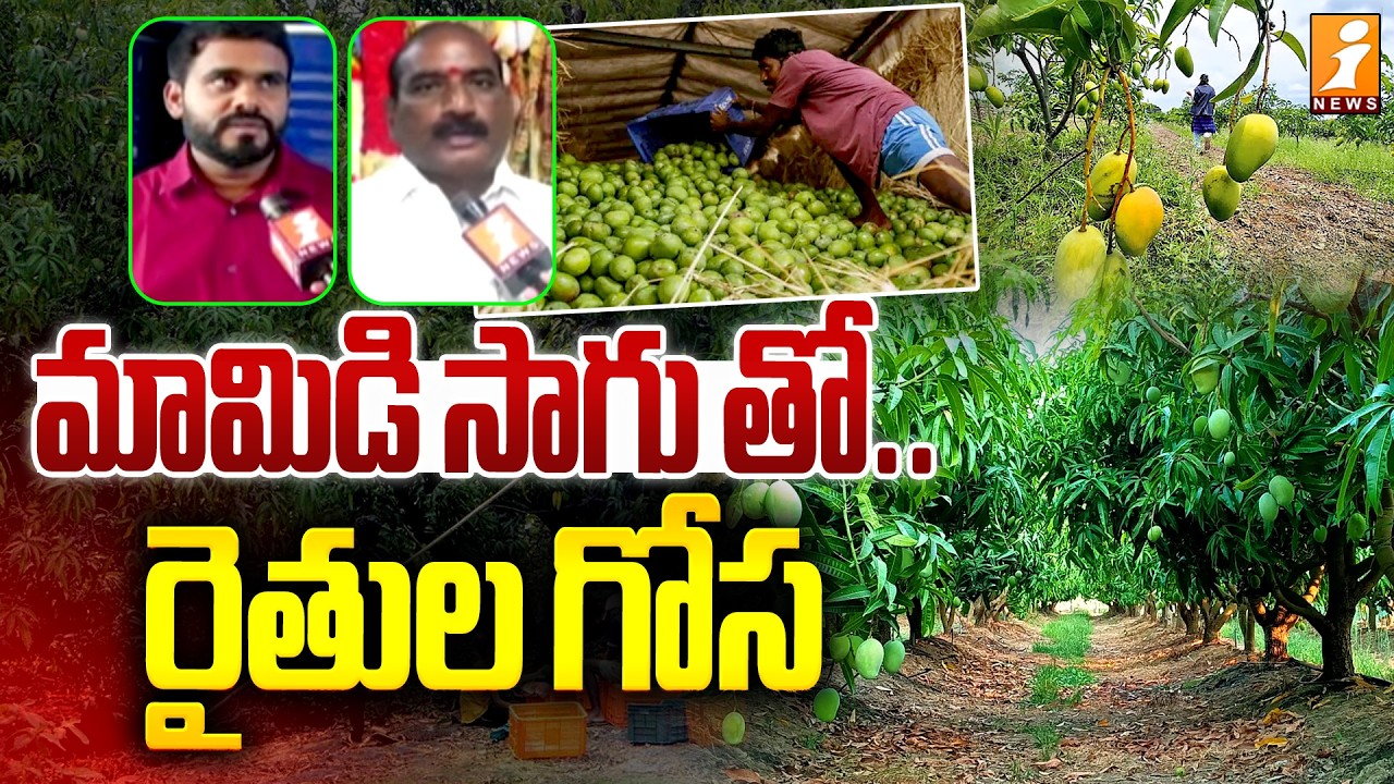 మామిడి సాగు తో..రైతుల గోస | Special Story On Mango Farmers | Tirupati | Ground Report | iNews