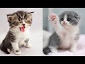 Baby Cats - Cute and Funny Cat Videos Compilation #16 | Aww Animals
