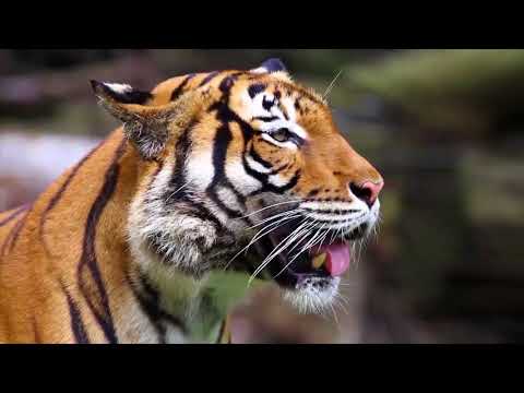Video: Verschil Tussen Bengaalse Tijgers En Sumatraanse Tijgers