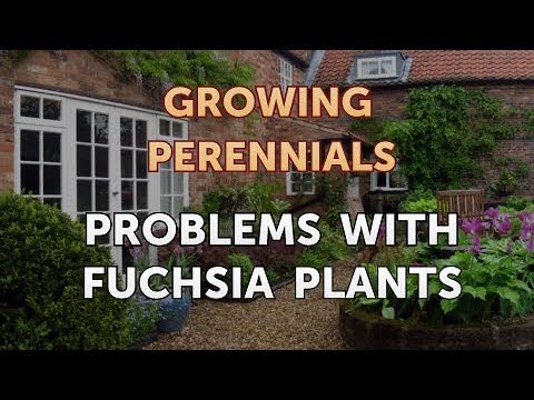 Video: Fight Against Fuchsia Diseases