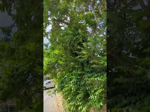 فيروز صباح الخير أنا في غرام القهوة