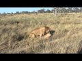 Lions Mating at Pom Pom Camp - Couple B - 1 - Okavango Delta - Botswana