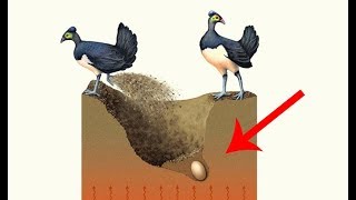 Sau khi chôn quả trứng xuống lớp đất sâu chim bố mẹ bỏ đi biệt xứ