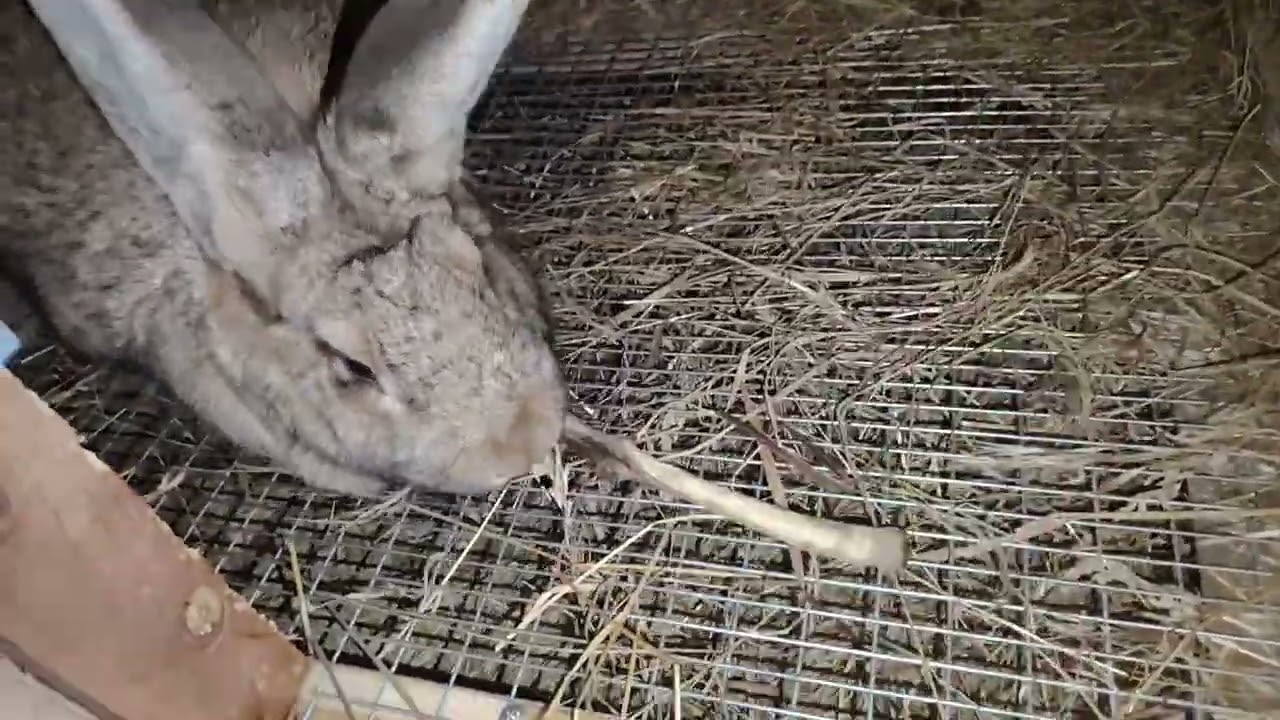Шок! 🤯Кріль-диверсант прогриз стіну🧱 заради кохання 🐰💔