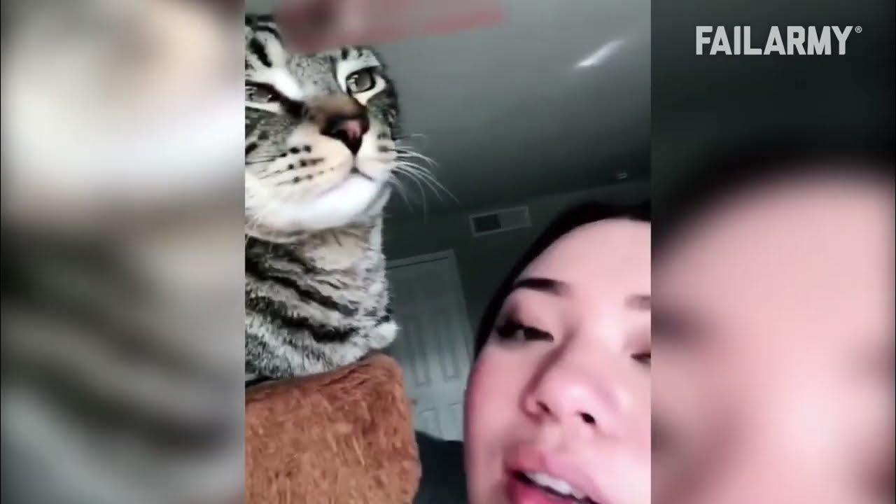 Funny Cat Fails Funny Cat Compilation FailArmy 2023 - YouTube