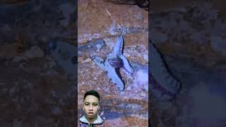 Hiden Secrets Of Starfish