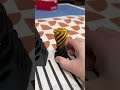 这个我可以玩一天~ #解压