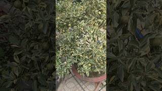 Cây Tắt Thái Siêu Trái.